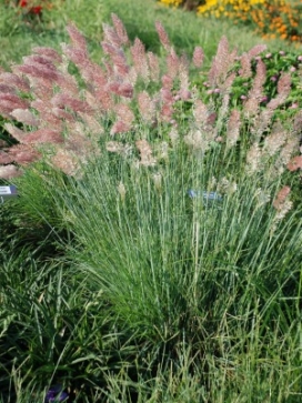 MELINIS nerviglumis Savannah Ruby