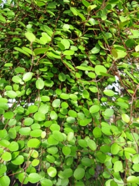 MUEHLENBECKIA axillaris Wire Vine