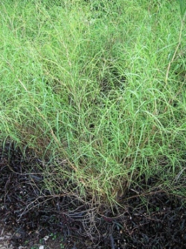MUHLENBERGIA dumosa