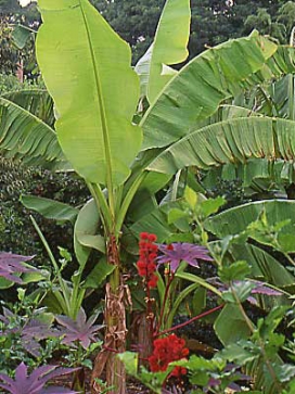 MUSA basjoo Japanese Fiber Banana