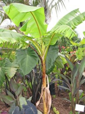 MUSA - Mekong Giant