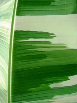 MUSA Ae Ae Royal Variegated Banana