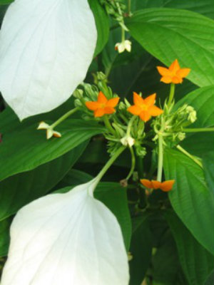 MUSSAENDA frondosa Flag Bush