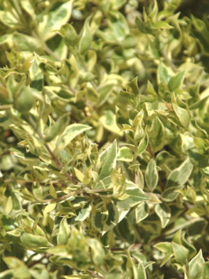 MYRTLE Vareigated<br>Standard