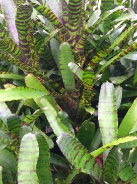 NEOREGELIA Tiger Cub