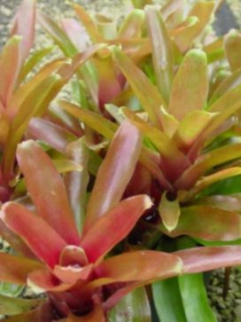 NEOREGELIA Fireball