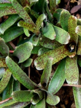 NEOREGELIA Mo Peppa Please