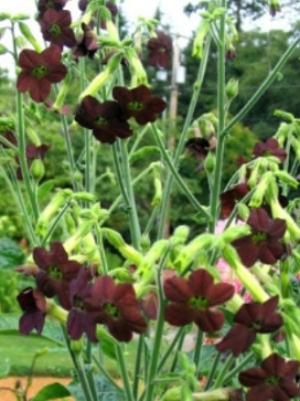 NICOTIANA Chocolate Smoke