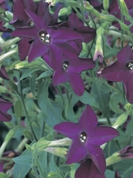 NICOTIANA Deep Purple