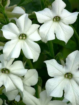 NICOTIANA Fragrant Cloud