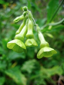 NICOTIANA Langsdorfii