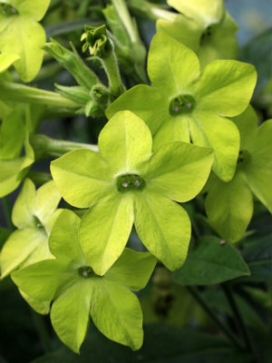 NICOTIANA Lime Green