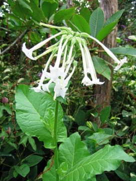 NICOTIANA Sylvestris