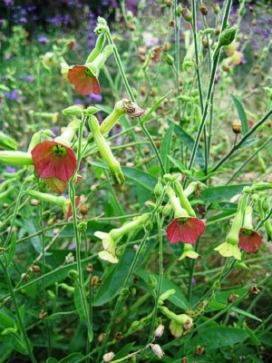 NICOTIANA Tinkerbell
