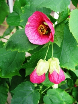 ABUTILON Heronswood Lipstick