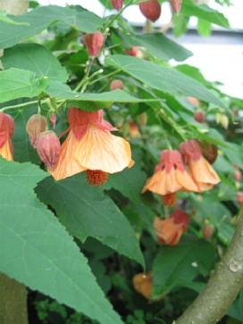 ABUTILON Linda Vista Peach