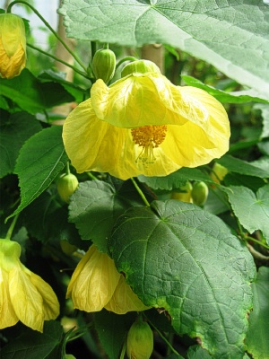 ABUTILON Moonchimes