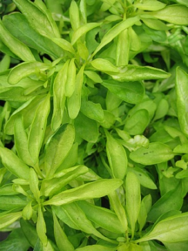 ALTERNANTHERA True Yellow