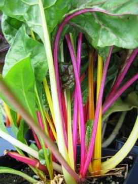 SWISS CHARD Beta vulgaris Bright Lights