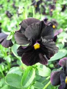 PANSY Atlas Black