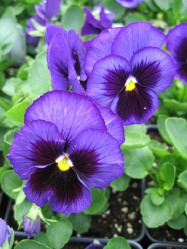 PANSY Delta Dark Blue Blotch