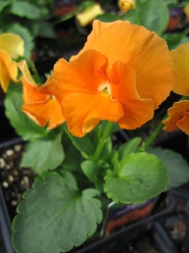 PANSY Delta Orange