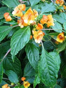 IMPATIENS Jungle Gold
