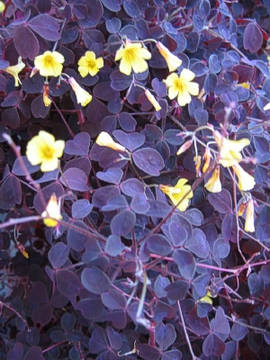 OXALIS Zinfandel