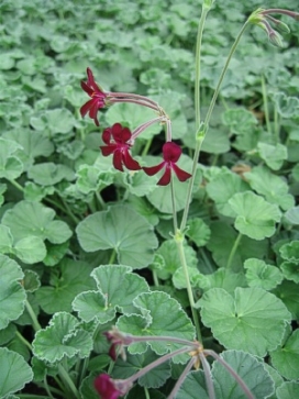 PELARGONIUM sidoides