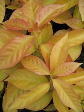 PERESKIA godseffiana Lemon Vine