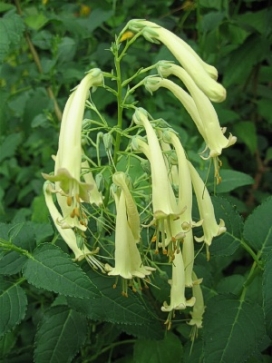 PHYGELIUS aequalis Moonraker