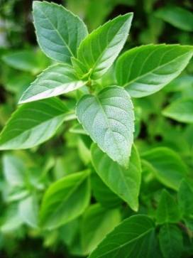 OCIMUM basilicum Greek columnar basil