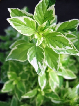 OCIMUM basilicum Variegated African blue basil