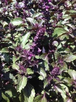OCIMUM basilicum Wild Magic