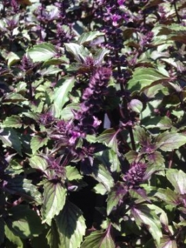 OCIMUM basilicum Wild Magic