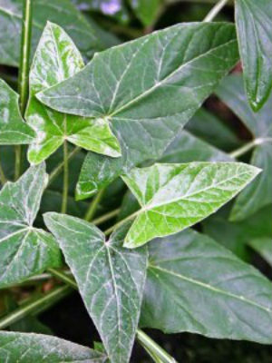 ONOSERIS hastata