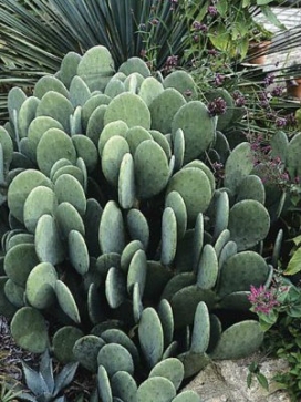 OPUNTIA ellisana Thornless prickly pear