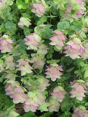 ORIGANUM Kent Beauty
