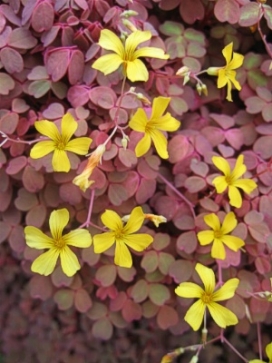 OXALIS vulcanicola Copper Glow