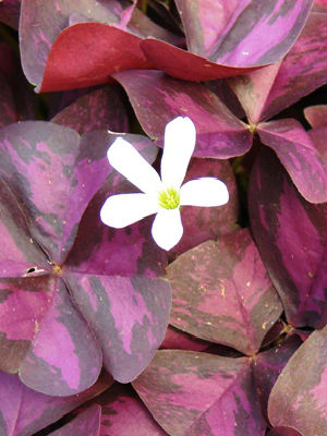 OXALIS Triangularis