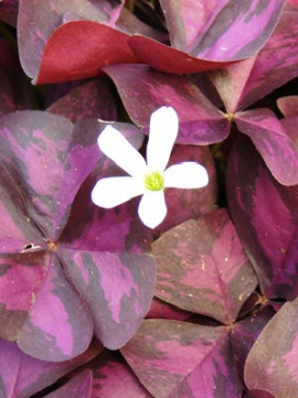 OXALIS Triangularis