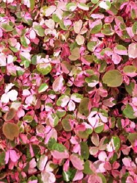 OXALIS Plum Crazy