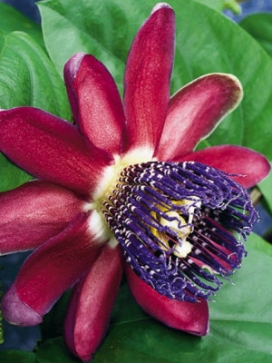 PASSIFLORA alata Ruby Glow