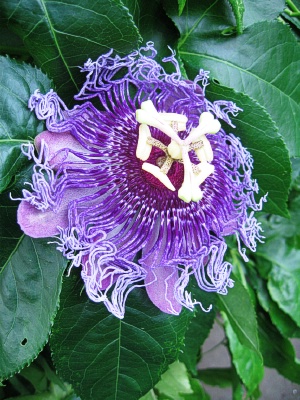 PASSIFLORA Blue Eyed Susan