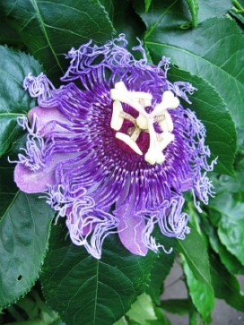 PASSIFLORA Blue Eyed Susan