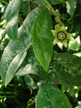 PASSIFLORA Bat Leaved