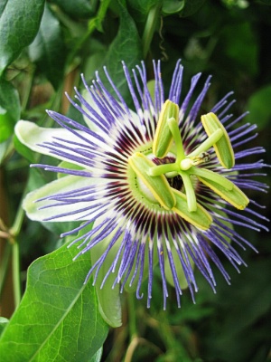 PASSIFLORA Common Passion Flower, 14