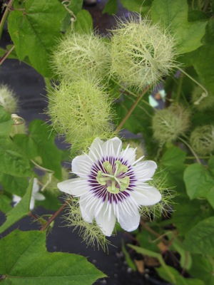 PASSIFLORA foetida Popping Jay