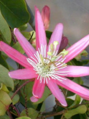 PASSIFLORA kewensis