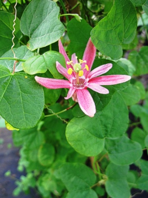 PASSIFLORA sanguinulanta